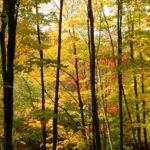 Aménagement durable des forêts – 50e anniversaire de la DRF