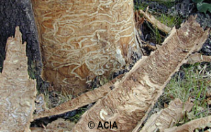 Recycl’Arbre – Valorisation du bois de frêne à Québec