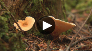 La semaine verte: Saison record pour les champignons